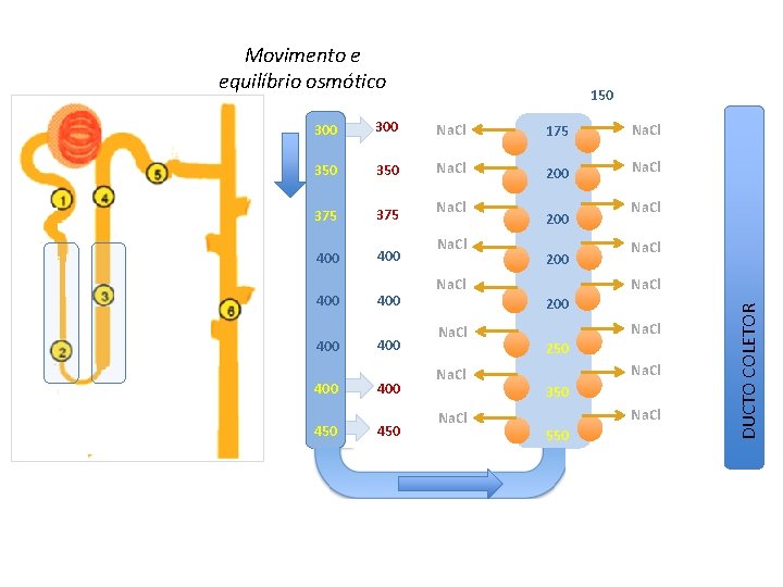 Movimento e equilíbrio osmótico 150 300 Na. Cl 175 Na. Cl 350 Na. Cl