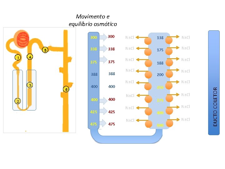 Movimento e equilíbrio osmótico 300 Na. Cl 138 Na. Cl 338 Na. Cl 175