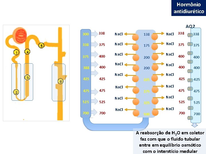 Hormônio antidiurético AQ 2 300 338 Na. Cl 138 Na. Cl 338 338 375