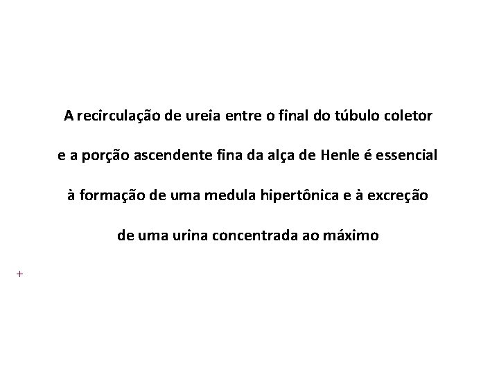 A recirculação de ureia entre o final do túbulo coletor e a porção ascendente