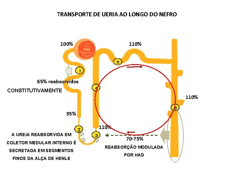 TRANSPORTE DE UERIA AO LONGO DO NEFRO 100% 110% 65% reabsorvidos CONSTITUTIVAMENTE 110% 35%