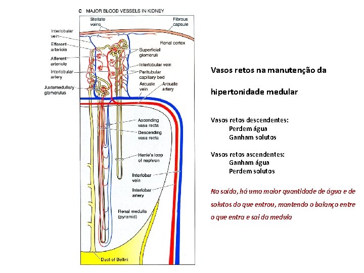 Vasos retos na manutenção da hipertonidade medular Vasos retos descendentes: Perdem água Ganham solutos