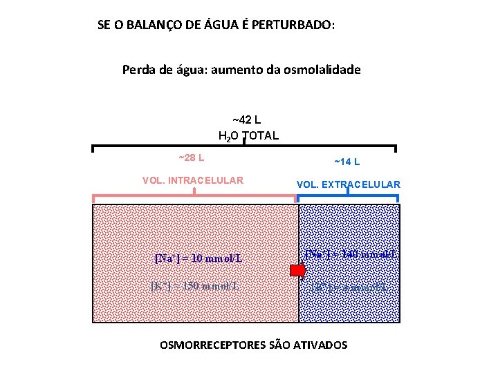 SE O BALANÇO DE ÁGUA É PERTURBADO: Perda de água: aumento da osmolalidade ~42