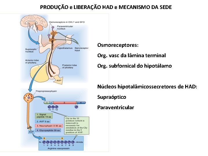 PRODUÇÃO e LIBERAÇÃO HAD e MECANISMO DA SEDE Osmoreceptores: Org. vasc da lâmina terminal