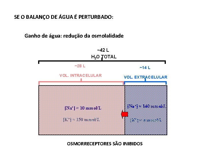 SE O BALANÇO DE ÁGUA É PERTURBADO: Ganho de água: redução da osmolalidade ~42