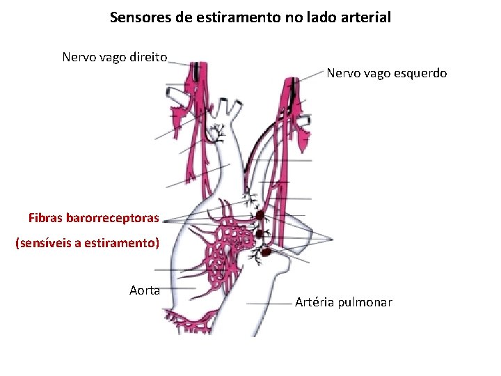 Sensores de estiramento no lado arterial Nervo vago direito Nervo vago esquerdo Fibras barorreceptoras