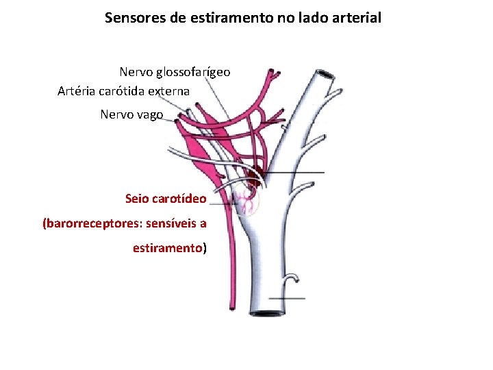 Sensores de estiramento no lado arterial Nervo glossofarígeo Artéria carótida externa Nervo vago Seio