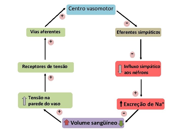 + Vias aferentes Centro vasomotor Eferentes simpáticos + Influxo simpático aos néfrons Receptores de