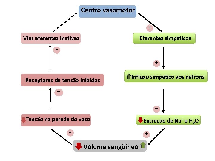 Centro vasomotor + Eferentes simpáticos Vias aferentes inativas + Receptores de tensão inibidos Influxo
