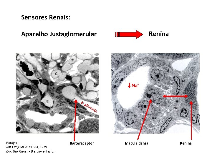 Sensores Renais: Renina Aparelho Justaglomerular Na+ a. Barajas L. Am J Physiol 237: F