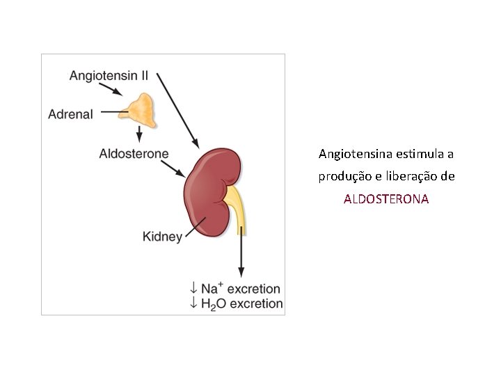 Angiotensina estimula a produção e liberação de ALDOSTERONA 