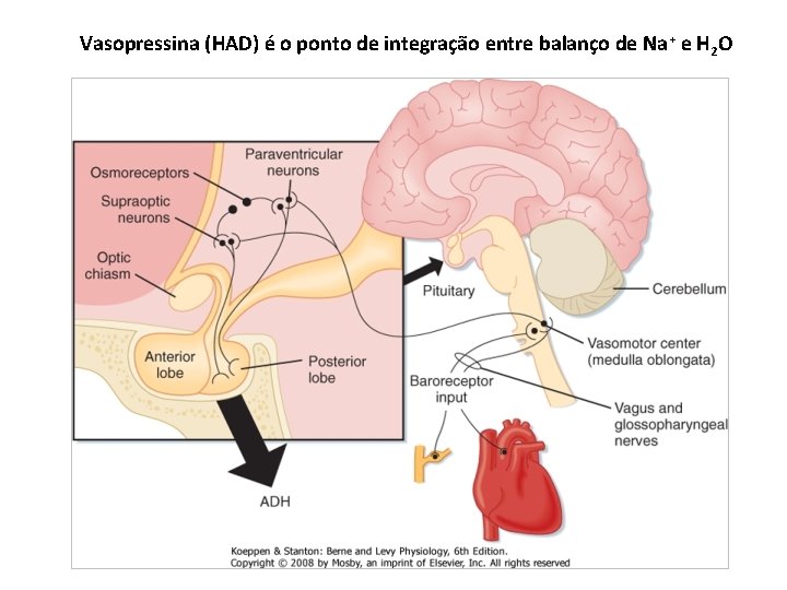 Vasopressina (HAD) é o ponto de integração entre balanço de Na + e H