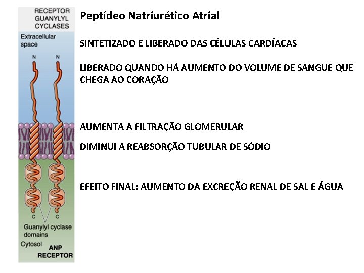 Peptídeo Natriurético Atrial SINTETIZADO E LIBERADO DAS CÉLULAS CARDÍACAS LIBERADO QUANDO HÁ AUMENTO DO