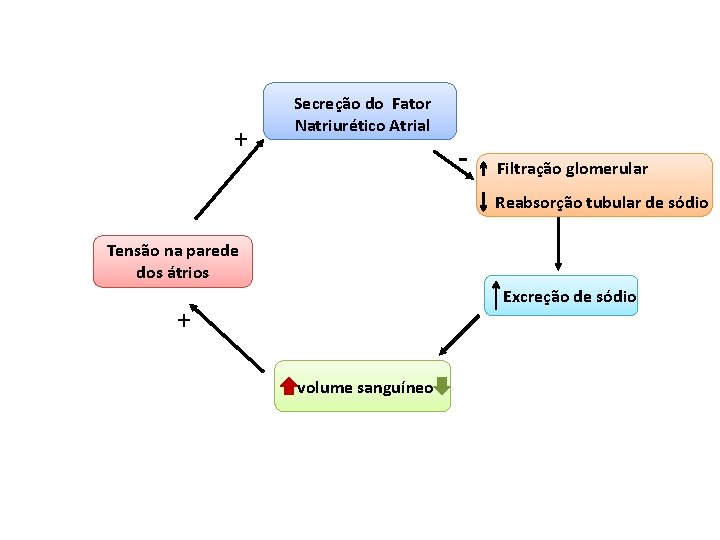 + Secreção do Fator Natriurético Atrial - Filtração glomerular Reabsorção tubular de sódio Tensão