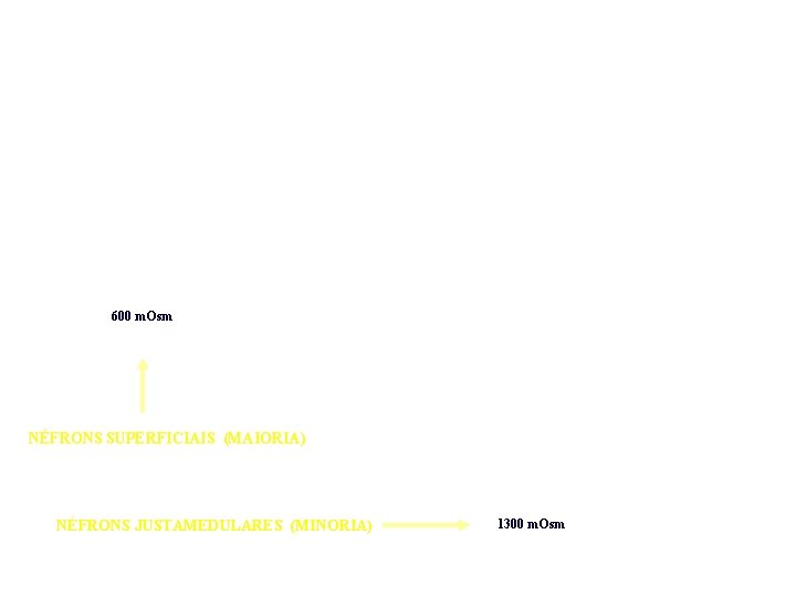 600 m. Osm NÉFRONS SUPERFICIAIS (MAIORIA) NÉFRONS JUSTAMEDULARES (MINORIA) 1300 m. Osm 