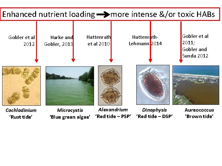 How does excessive nitrogen loading effect the health