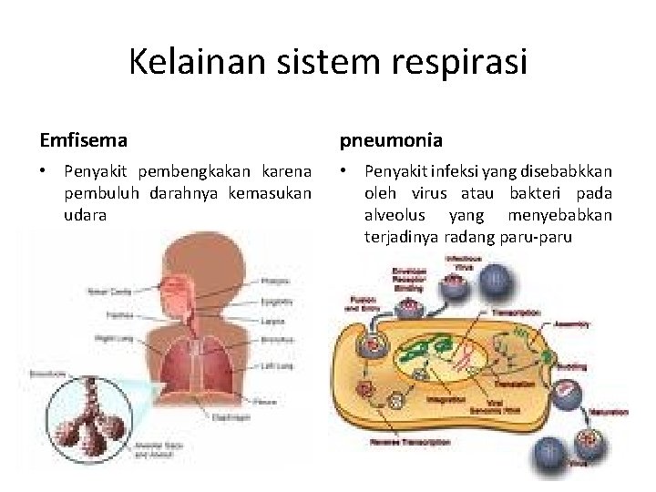 Kelainan sistem respirasi Emfisema pneumonia • Penyakit pembengkakan karena pembuluh darahnya kemasukan udara •