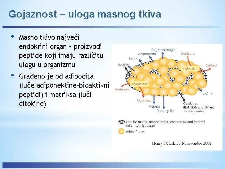 Gojaznost – uloga masnog tkiva • Masno tkivo najveći endokrini organ – proizvodi peptide