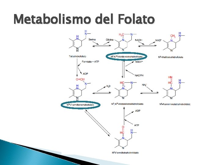 Metabolismo del Folato 