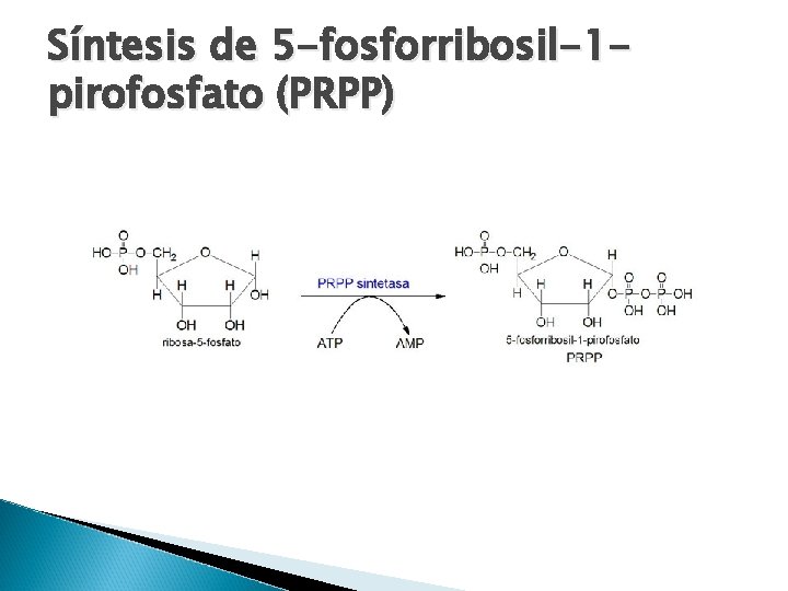 Síntesis de 5 -fosforribosil-1 pirofosfato (PRPP) 