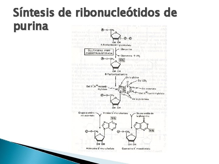 Síntesis de ribonucleótidos de purina 