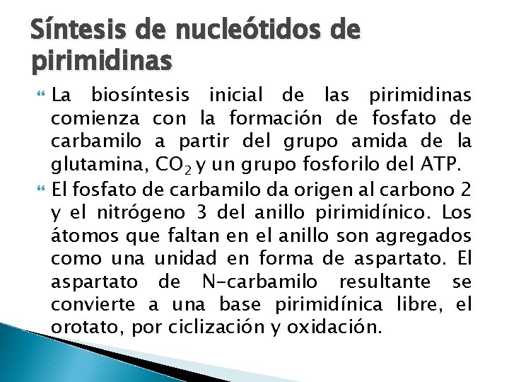 Síntesis de nucleótidos de pirimidinas La biosíntesis inicial de las pirimidinas comienza con la