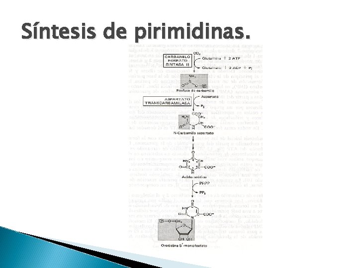 Síntesis de pirimidinas. 
