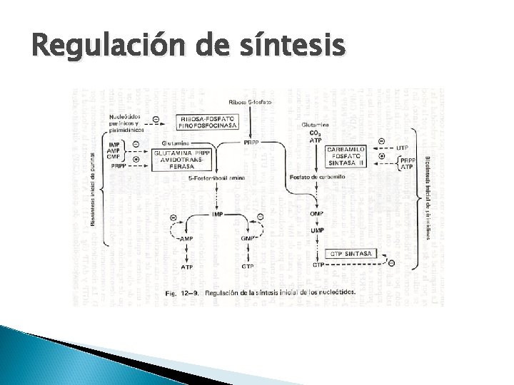 Regulación de síntesis 