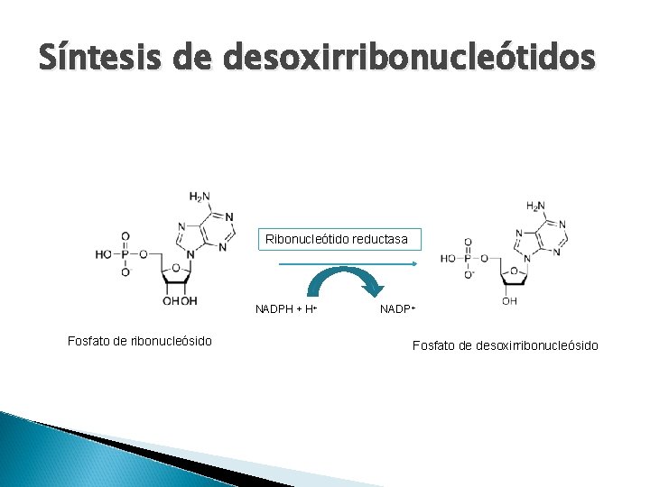 Síntesis de desoxirribonucleótidos Ribonucleótido reductasa NADPH + H+ Fosfato de ribonucleósido NADP + Fosfato