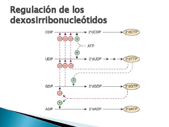 Regulación de los dexosirribonucleótidos 