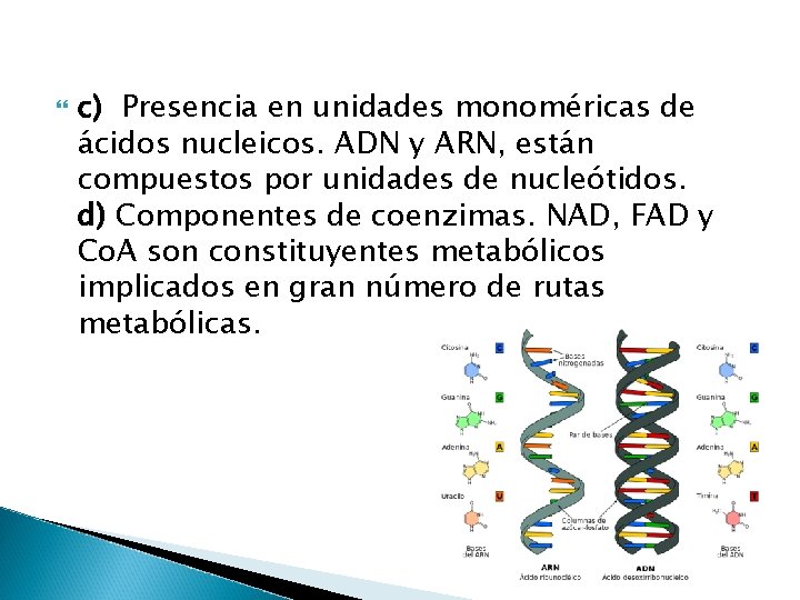  c) Presencia en unidades monoméricas de ácidos nucleicos. ADN y ARN, están compuestos