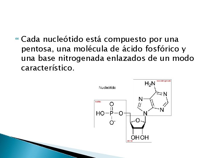  Cada nucleótido está compuesto por una pentosa, una molécula de ácido fosfórico y