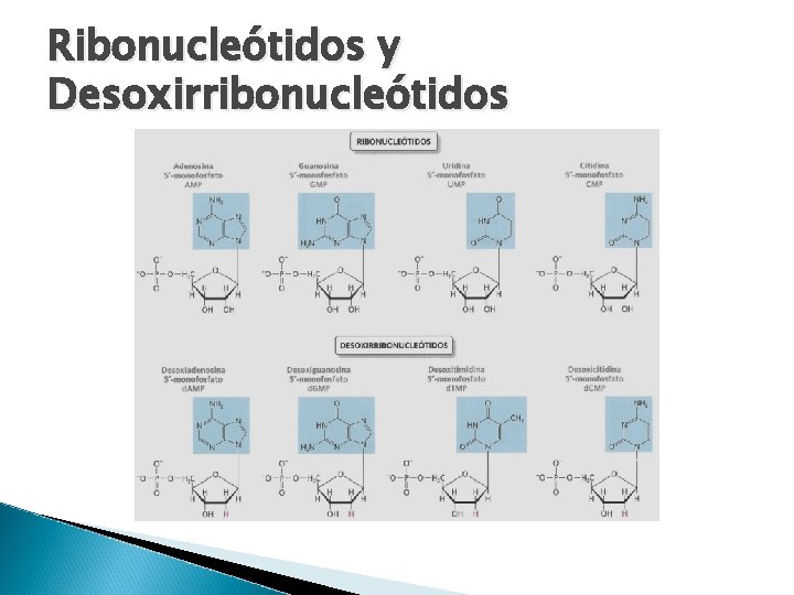 Ribonucleótidos y Desoxirribonucleótidos 