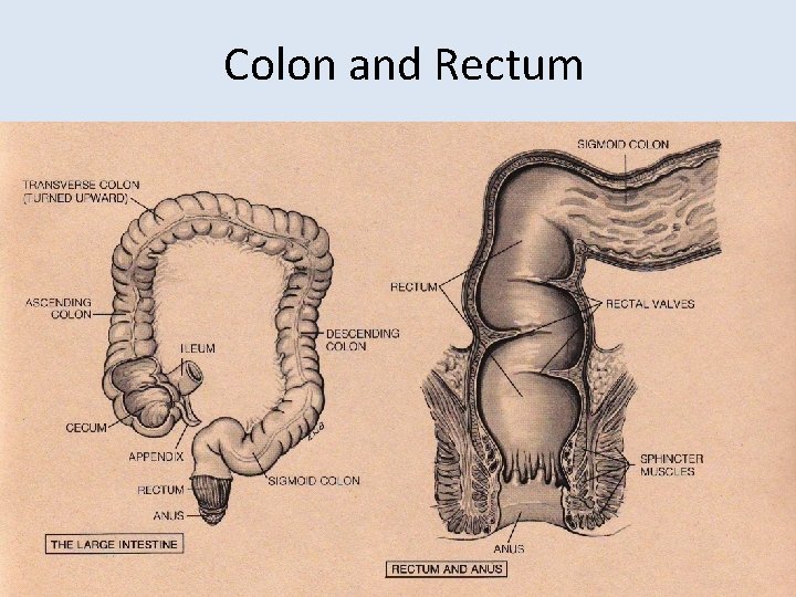 Colon and Rectum 