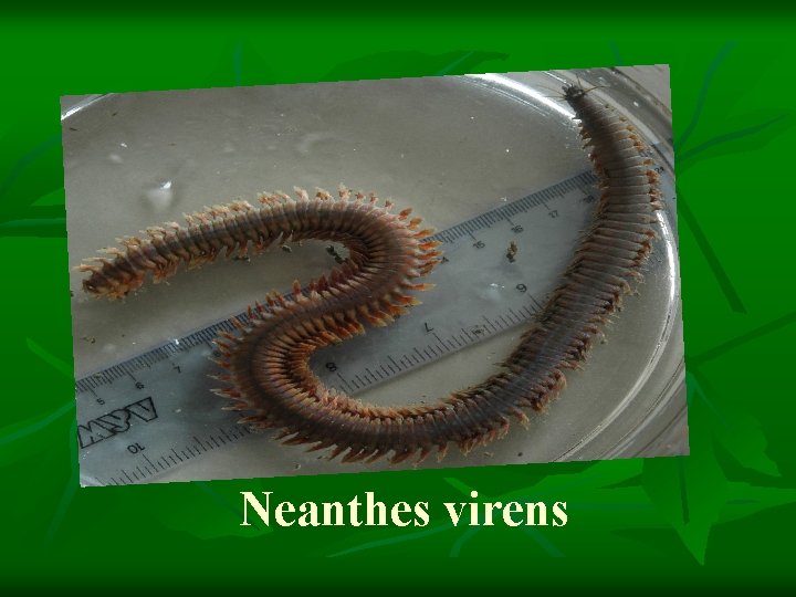 Neanthes virens 