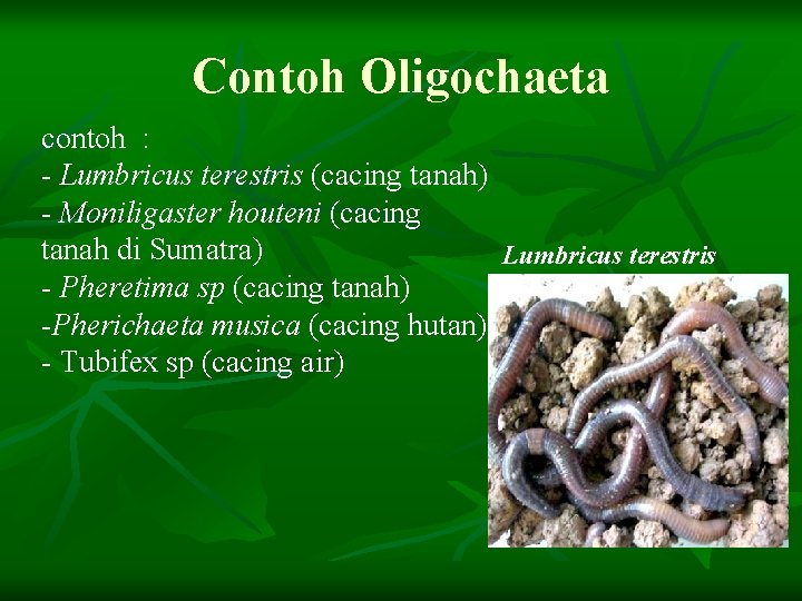 Contoh Oligochaeta contoh : - Lumbricus terestris (cacing tanah) - Moniligaster houteni (cacing tanah