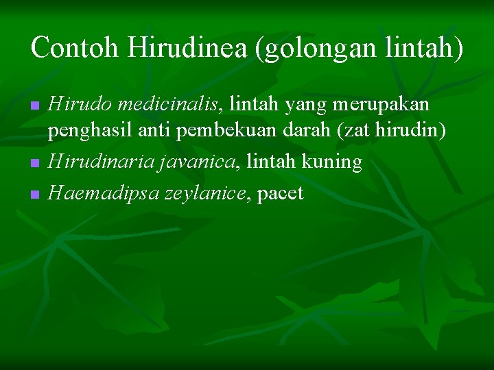 Contoh Hirudinea (golongan lintah) n n n Hirudo medicinalis, lintah yang merupakan penghasil anti