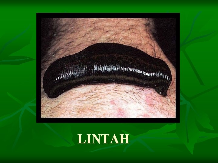 LINTAH 