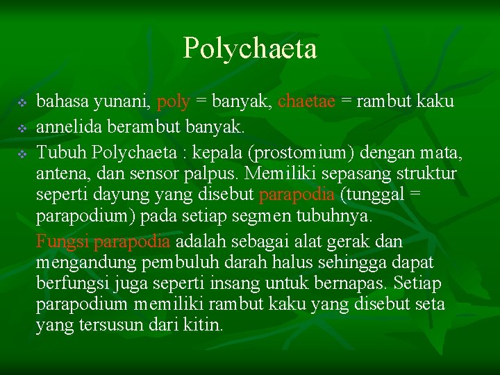 Polychaeta v v v bahasa yunani, poly = banyak, chaetae = rambut kaku annelida