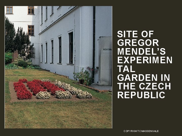 SITE OF GREGOR MENDEL’S EXPERIMEN TAL GARDEN IN THE CZECH REPUBLIC COPYRIGHT CMASSENGALE 12
