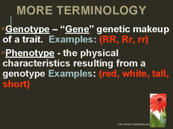 MORE TERMINOLOGY §Genotype – “Gene ” genetic makeup – “ of a trait. Examples: