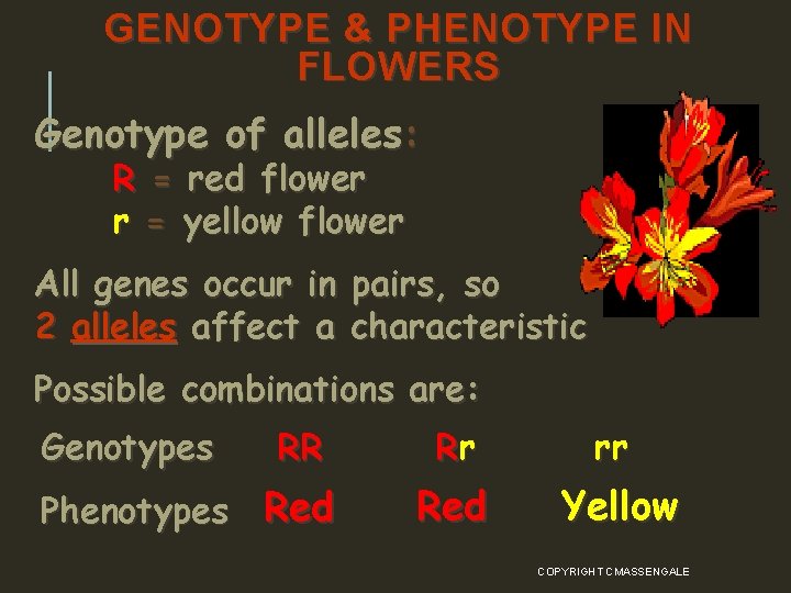 GENOTYPE & PHENOTYPE IN FLOWERS Genotype of alleles: R = red flower r =