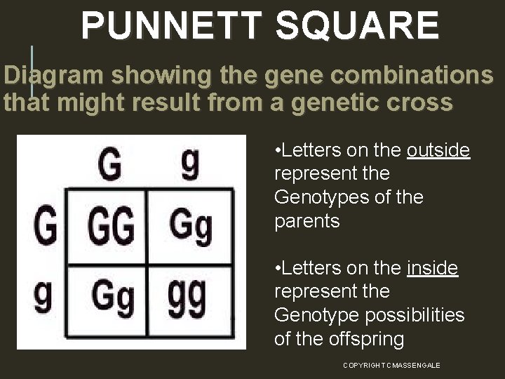 PUNNETT SQUARE Diagram showing the gene combinations that might result from a genetic cross