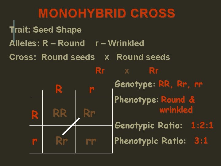 MONOHYBRID CROSS Trait: Seed Shape Alleles: R – Round r – Wrinkled Cross: Round