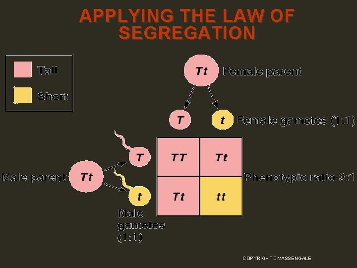 APPLYING THE LAW OF SEGREGATION COPYRIGHT CMASSENGALE 37 