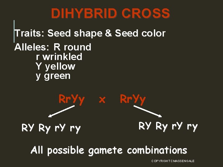 DIHYBRID CROSS Traits: Seed shape & Seed color Alleles: R round r wrinkled Y