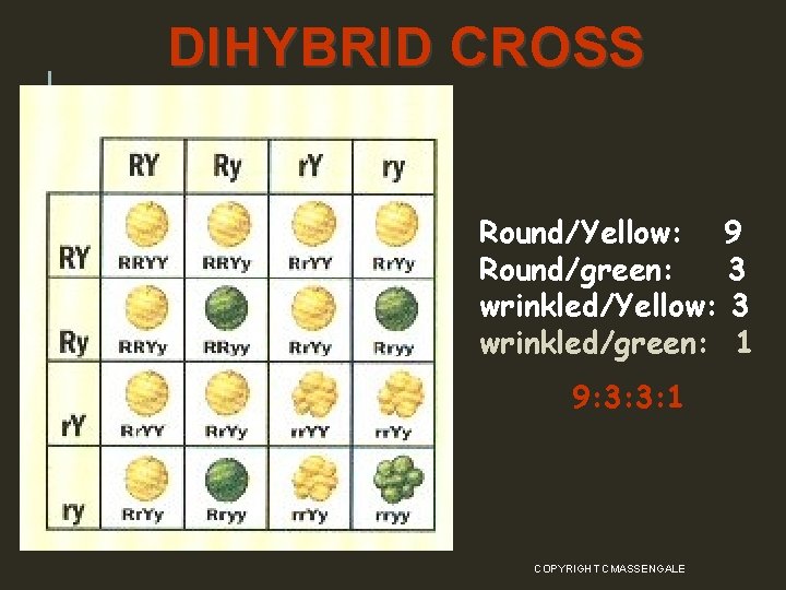 DIHYBRID CROSS Round/Yellow: 9 Round/green: 3 wrinkled/Yellow: 3 wrinkled/green: 1 9: 3: 3: 1
