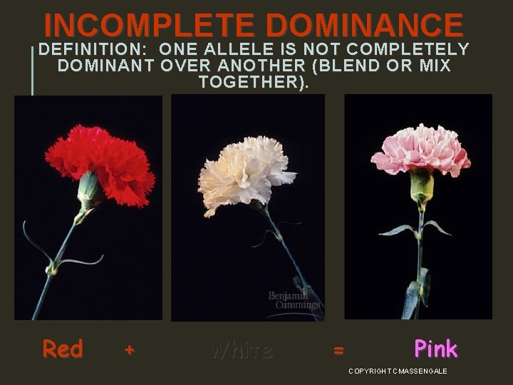 INCOMPLETE DOMINANCE DEFINITION: ONE ALLELE IS NOT COMPLETELY DOMINANT OVER ANOTHER (BLEND OR MIX