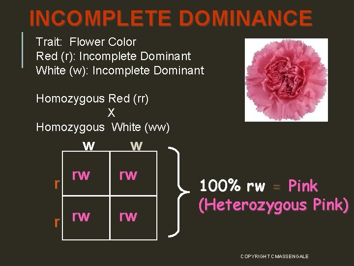 INCOMPLETE DOMINANCE Trait: Flower Color Red (r): Incomplete Dominant White (w): Incomplete Dominant Homozygous