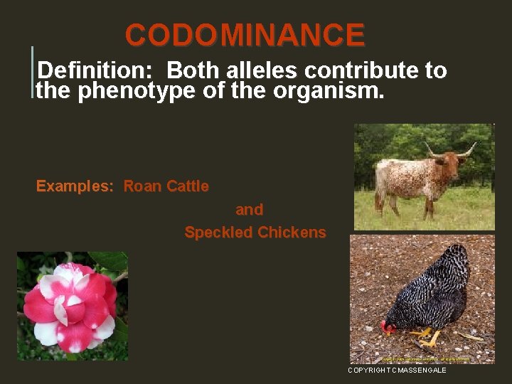 CODOMINANCE Definition: Both alleles contribute to the phenotype of the organism. Examples: Roan Cattle